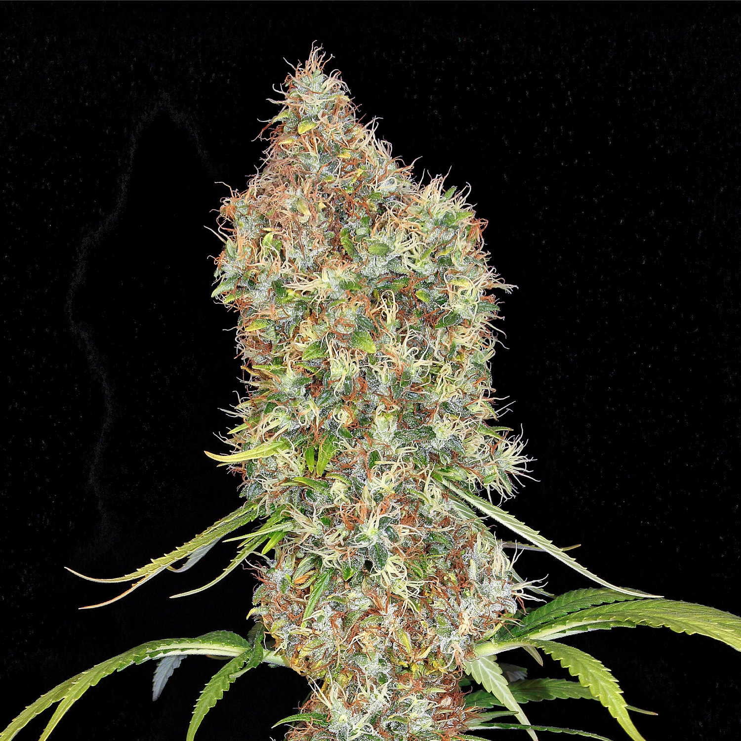 оптовая продажа семян марихуаны
